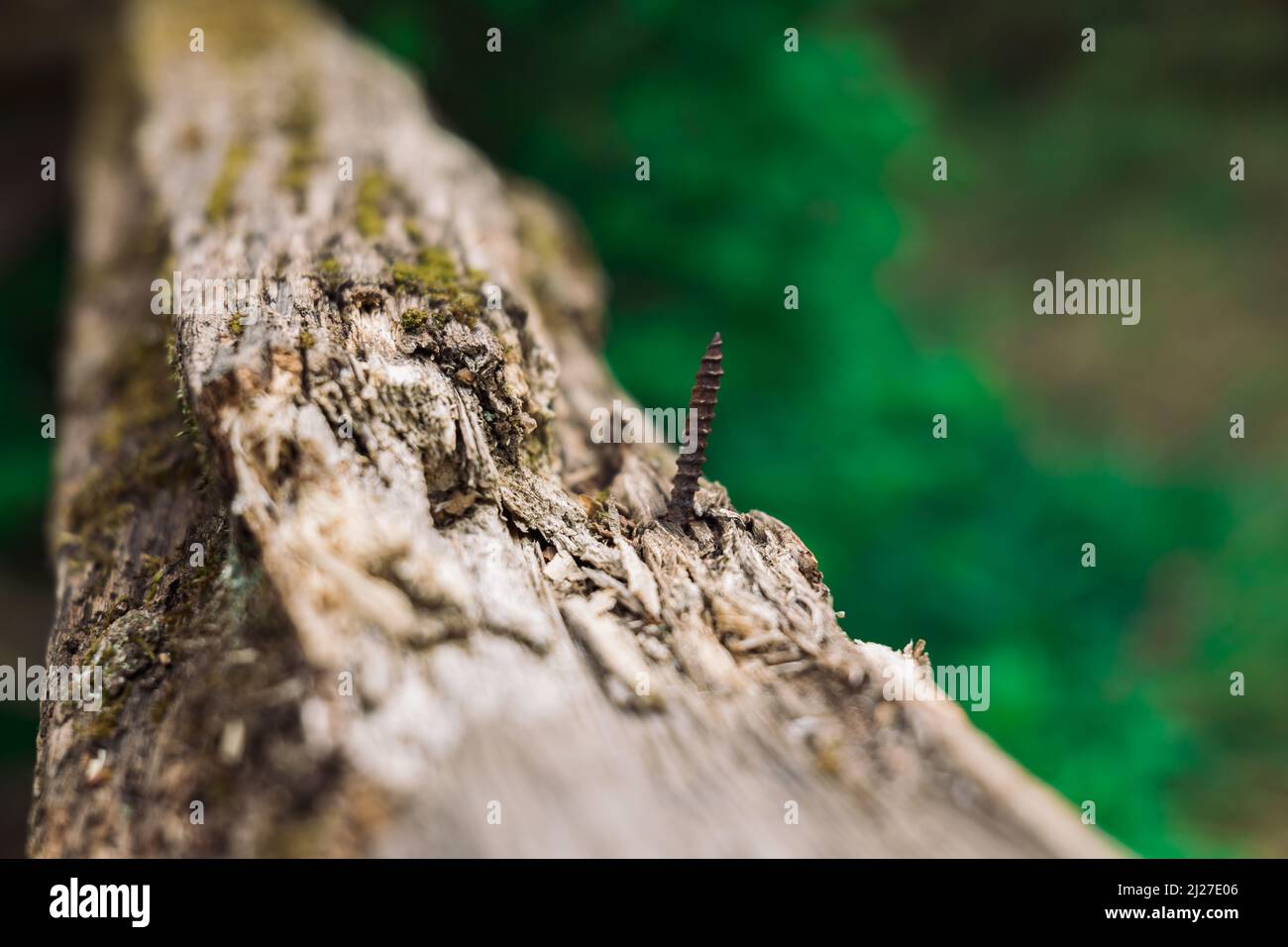 a rusty screw in a tree branch Stock Photo Alamy