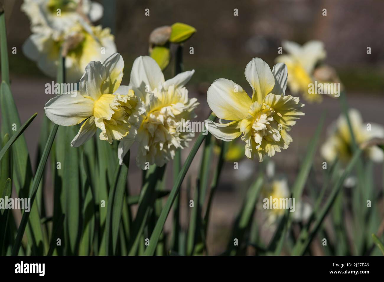 Close up of white and yellow Daffodils (aka narcissus and jonquil), flowering perennials of the