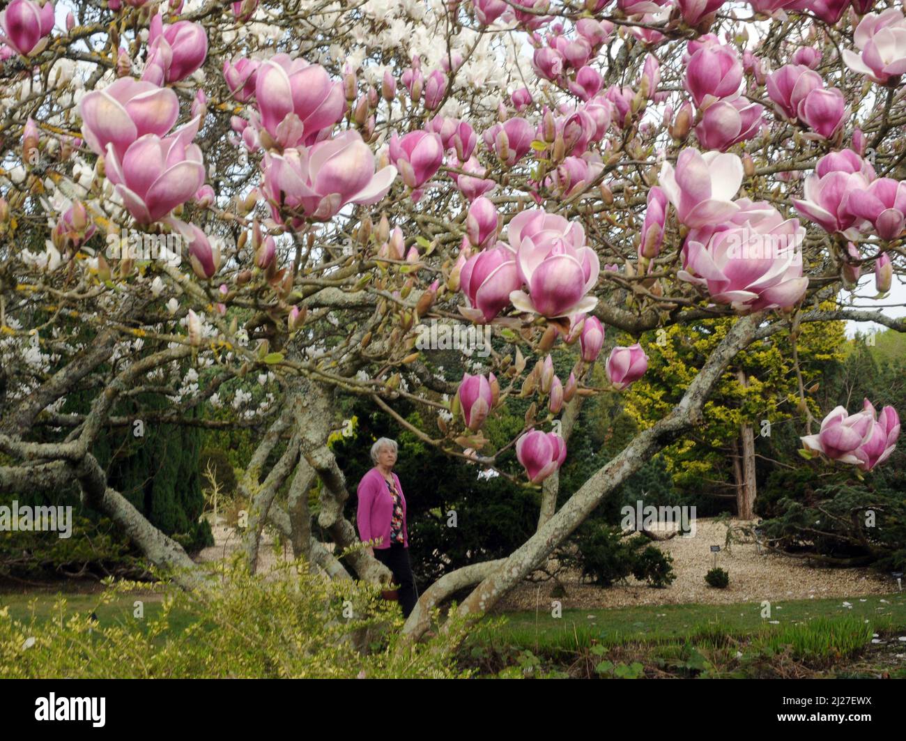 MAGNOLIA TREES IN FULL BLOOM, HILLIER GARDENS, ROMSWEY , HANTS PIC MIKE