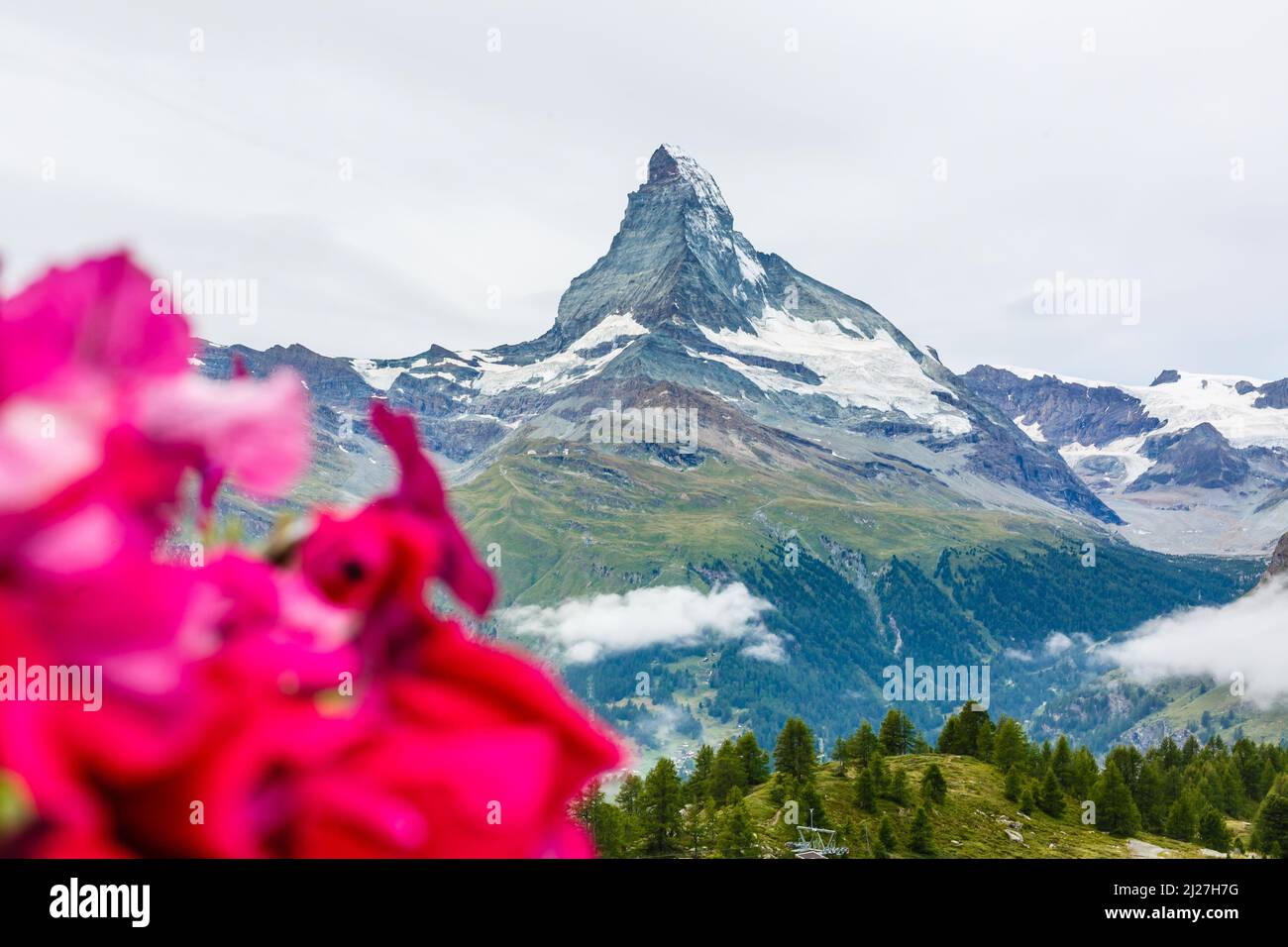 Idyllic landscape in the Alps with fresh green meadows and blooming ...