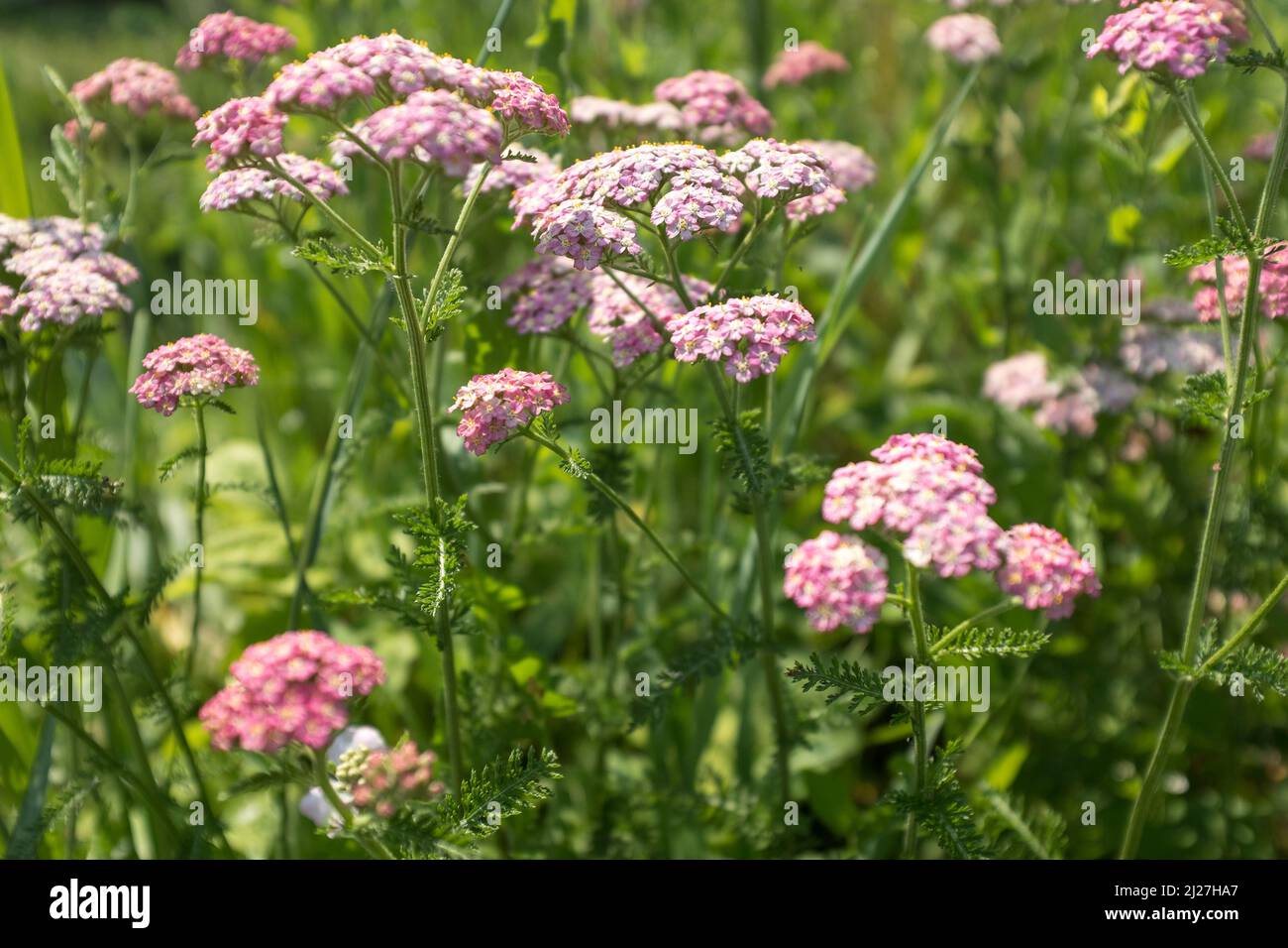 Landscape with yarrow flowers, selective focus. Field with pink flowers of yarrow for design or project. A bloom yarrow meadowland for publication Stock Photo