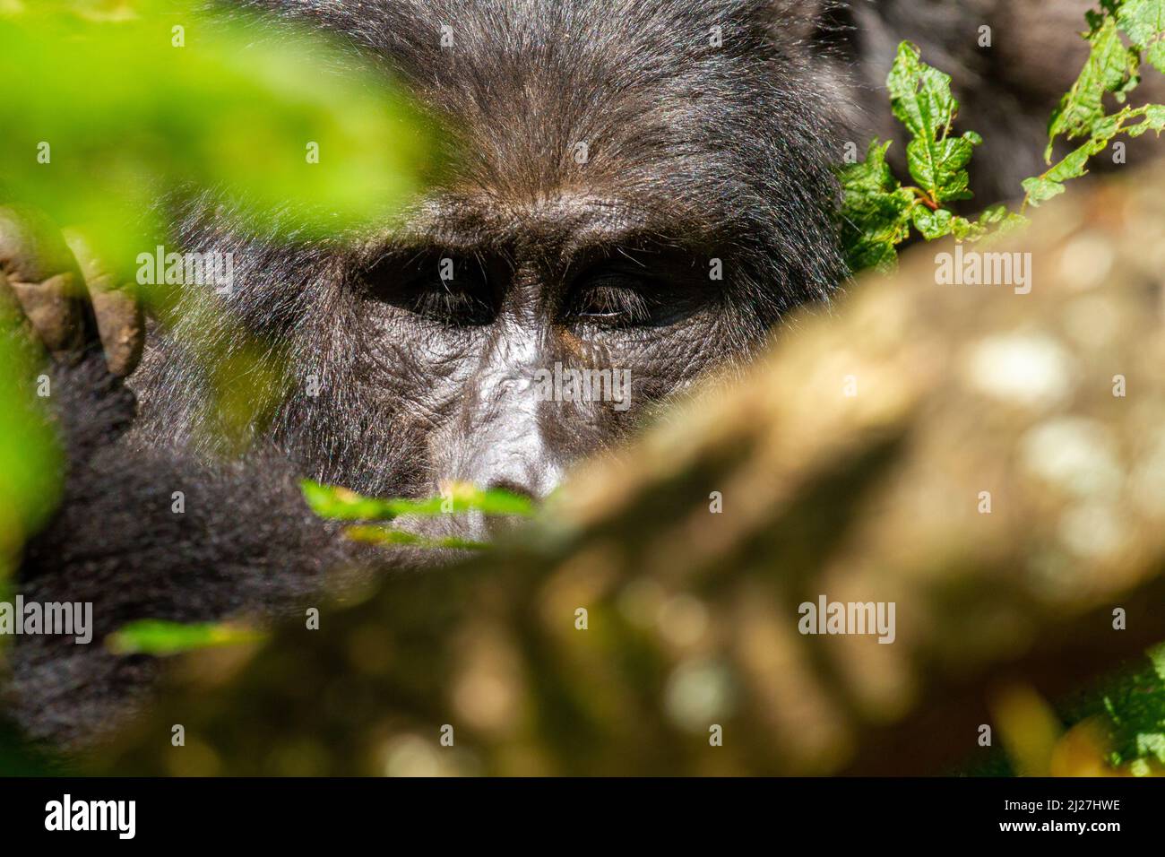 Gorilla portrait Stock Photo