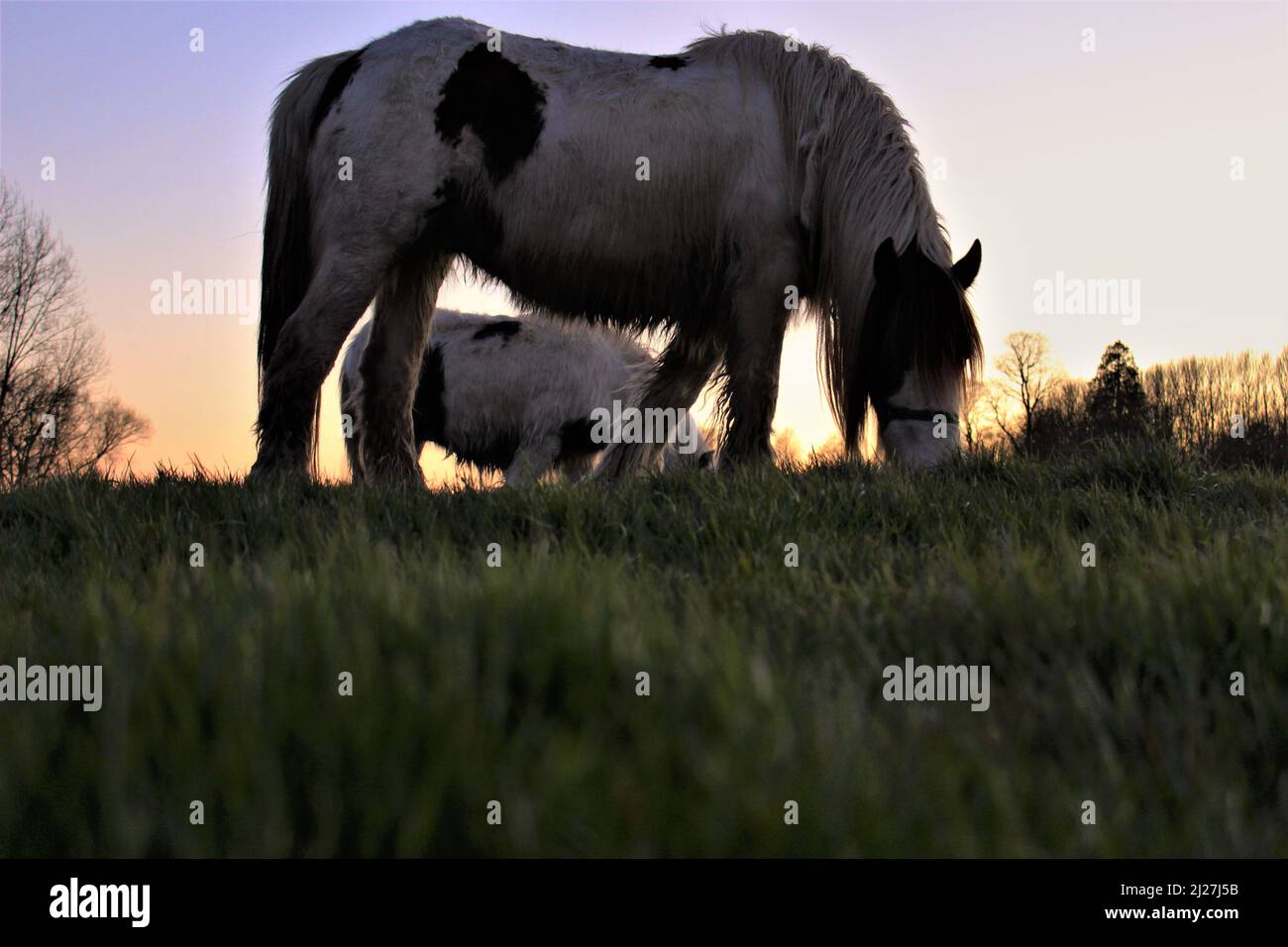 Port meadow oxford hires stock photography and images Alamy