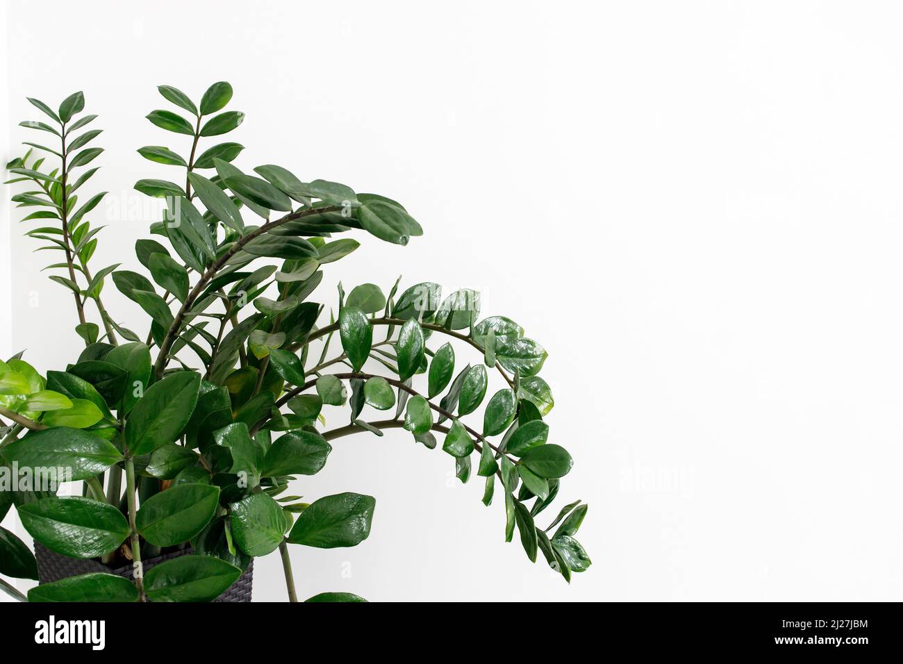 Zamioculcas plant. Fragment of a plant and a fresh shoot against a white wall Stock Photo