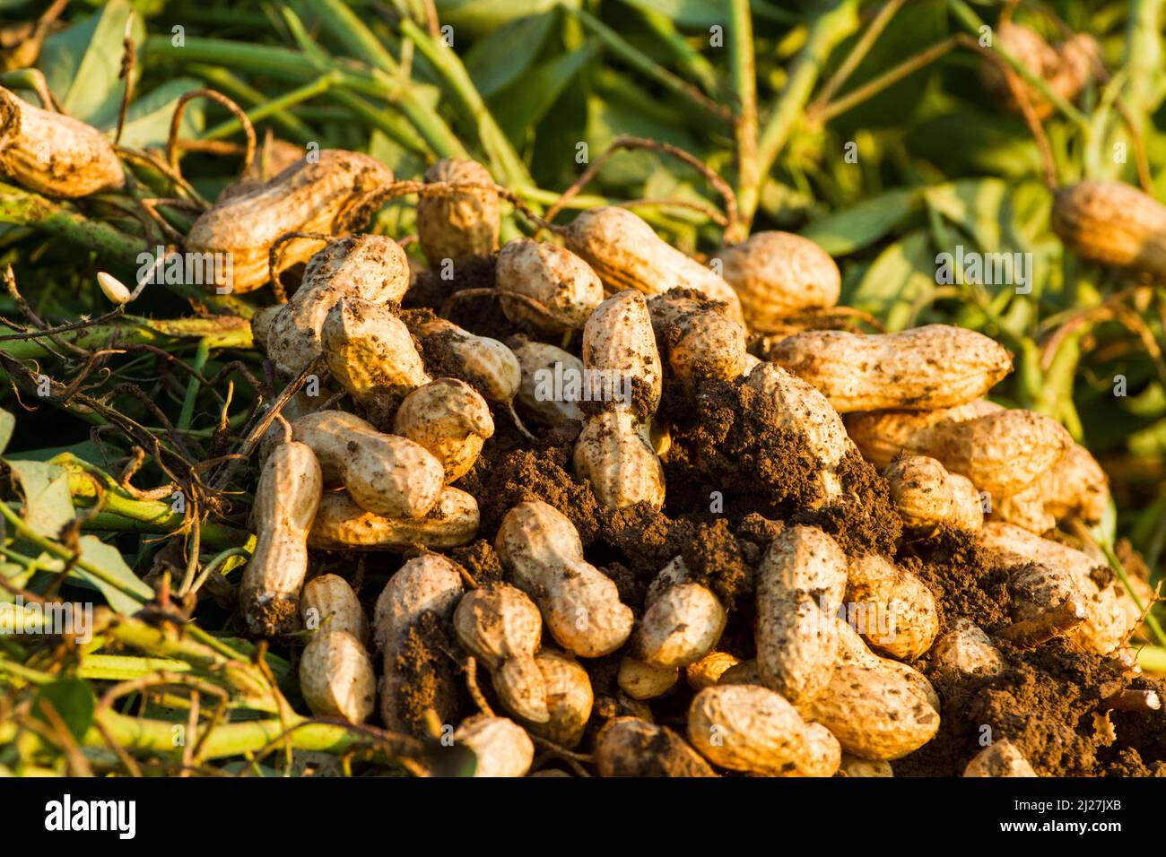 Peanuts after being picked from the ground Stock Photo