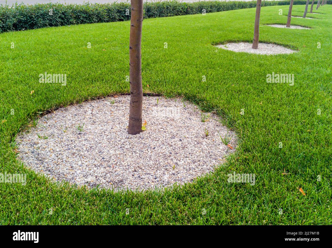 Framing trees with gravel circles Stock Photo Alamy