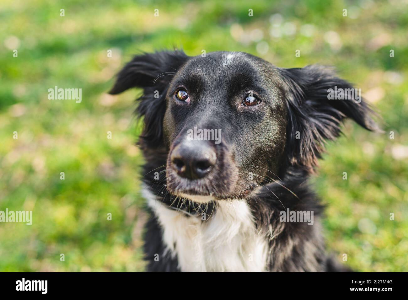 Close up portrait of a young black and white mongrel border collie dog sitting on green and yellow grass with flowers looking sad. Sunny day in a park Stock Photo