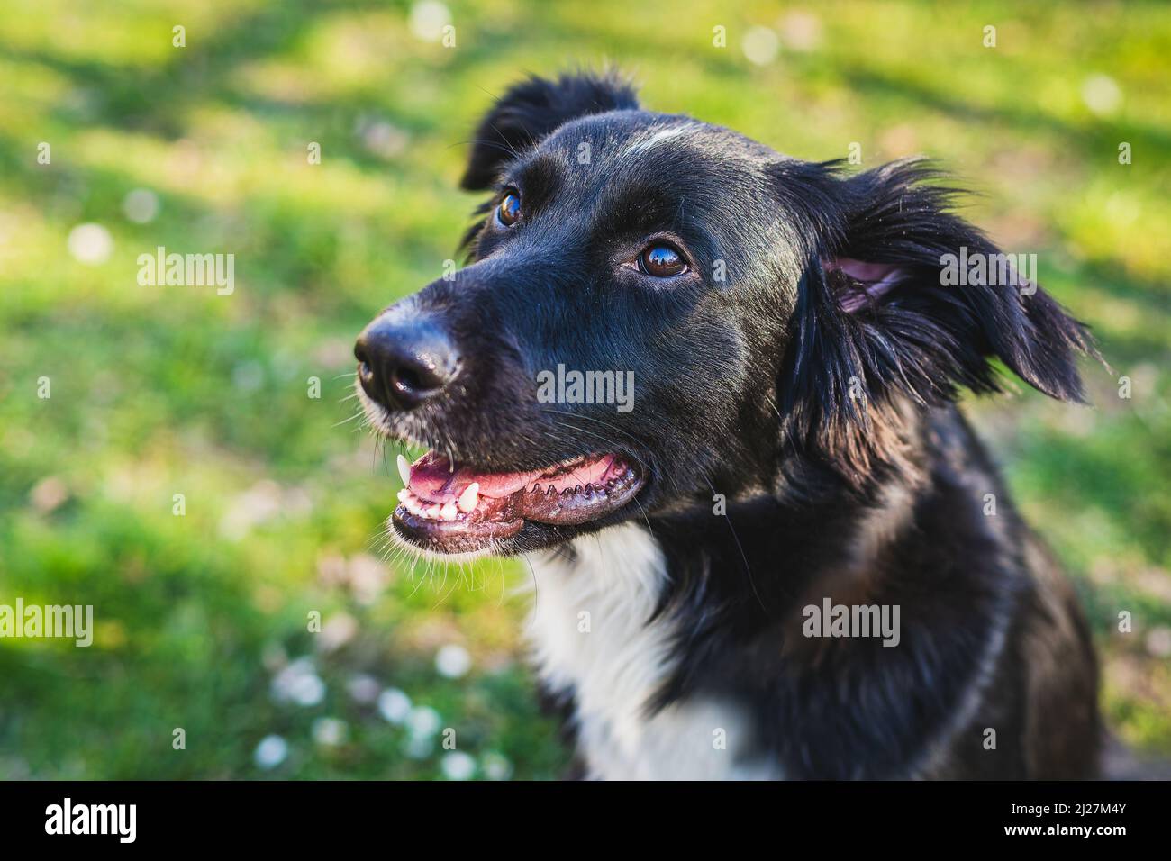 Close up portrait of a young black and white mongrel border collie dog with mouth open sitting on green and yellow grass with flowers looking happy. S Stock Photo