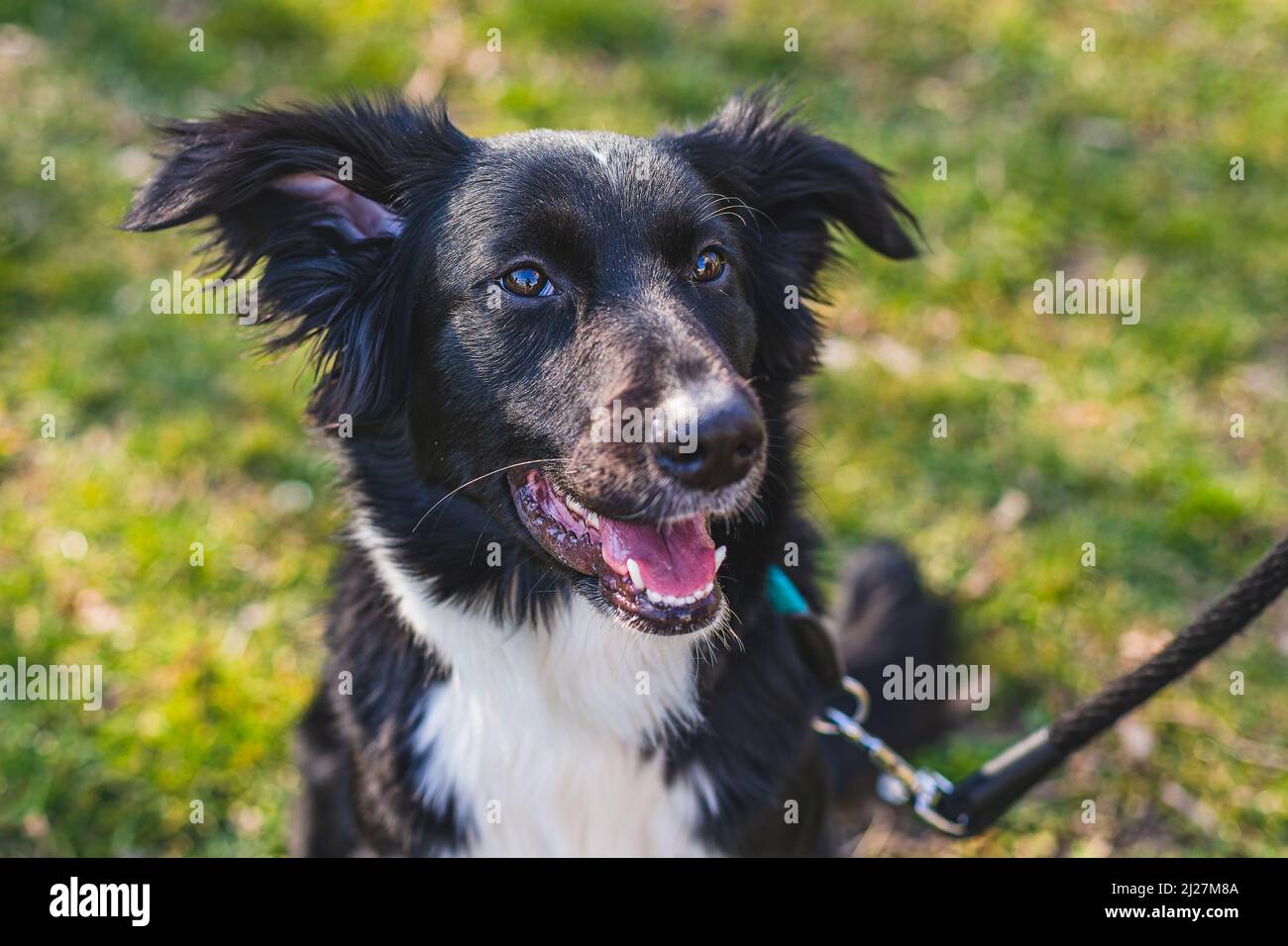Close up portrait of a young black and white mongrel border collie dog on leash with mouth open sitting on green and yellow grass looking happy. Sunny Stock Photo