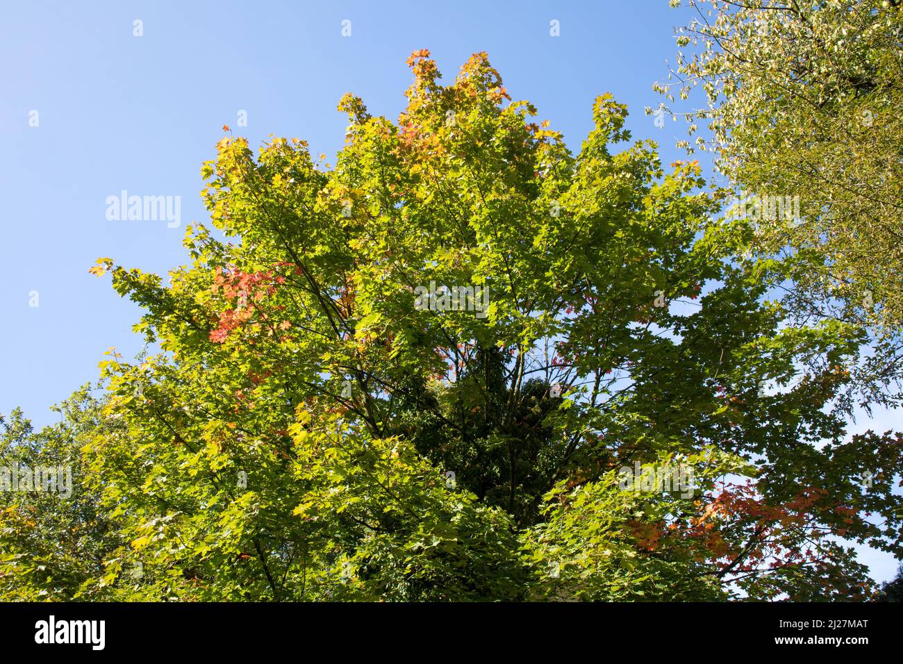 The dense foliage of the green trees against the blue sky Stock Photo ...