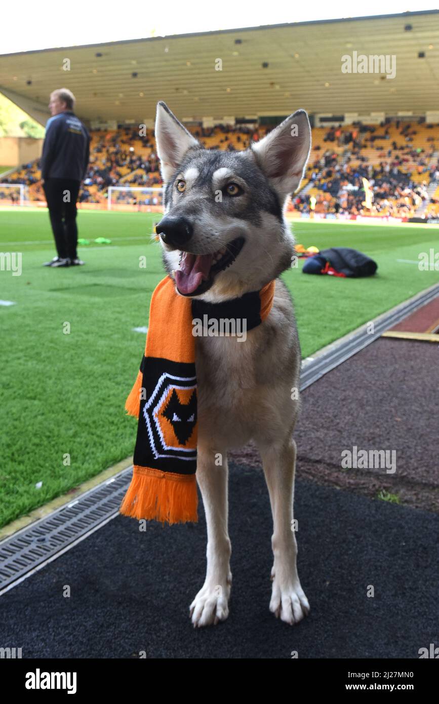 A Wolf weatring Wolverhampton Wanderers football scarfe at Molineux 23/09/2017 - Sky Bet Championship Stock Photo