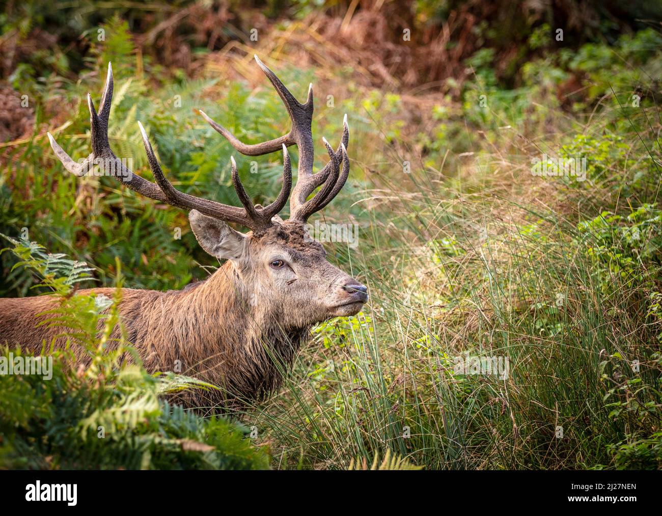 Red deer, stag - Stock Image