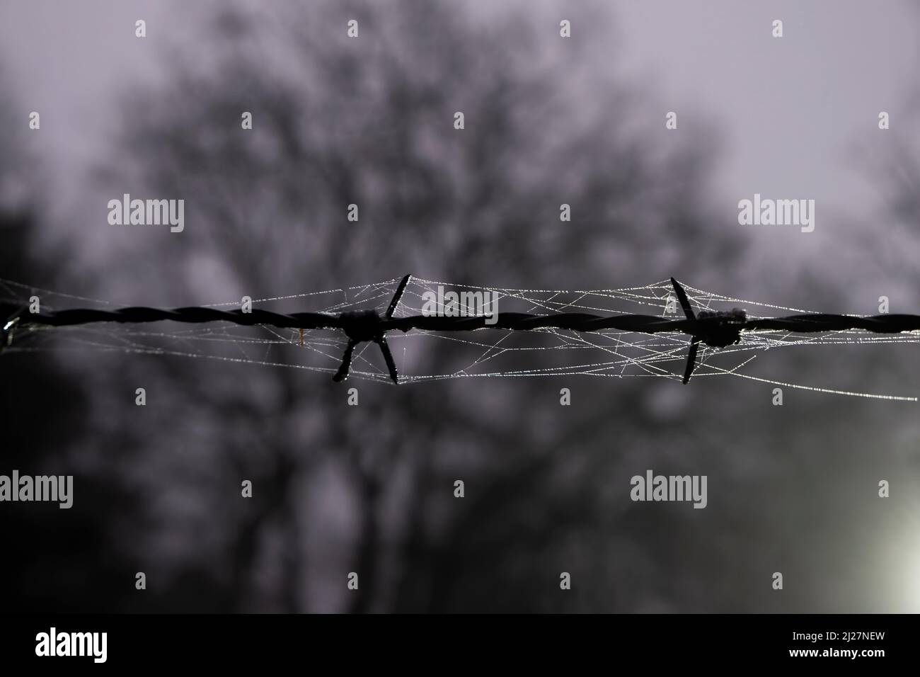 barbed wire - Stock Image