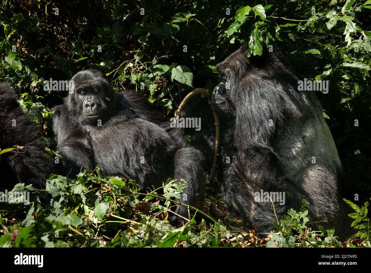 Gorilla family at rest Uganda Stock Photo