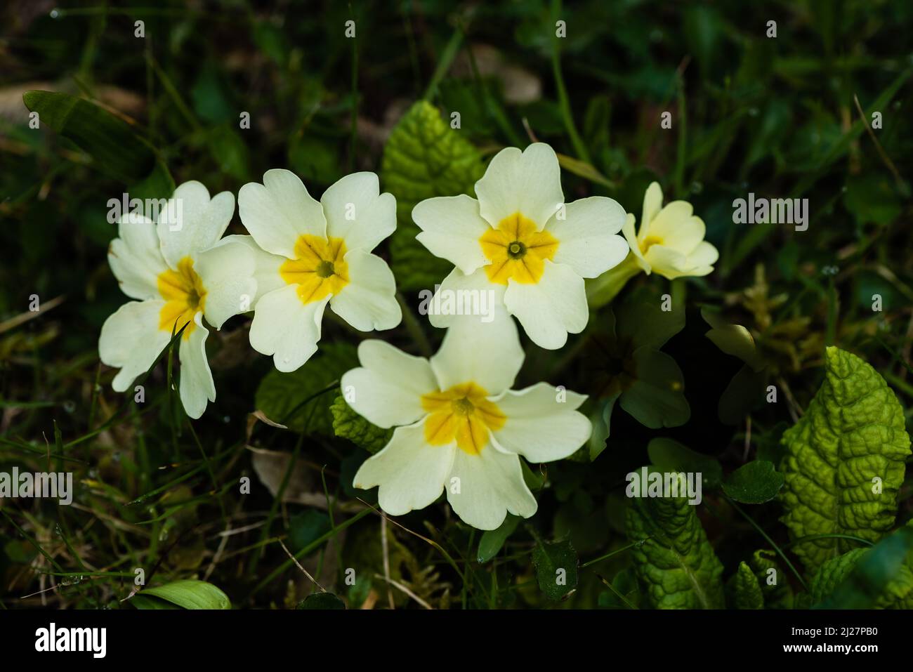 Wild Primrose growing in a Devon Country Garden. Stock Photo