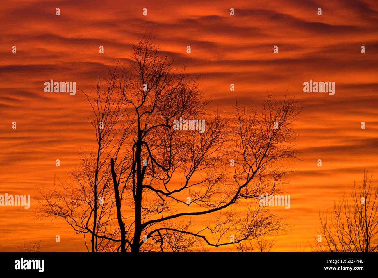 sahara dust in evening clouds with tree silhouettes Stock Photo