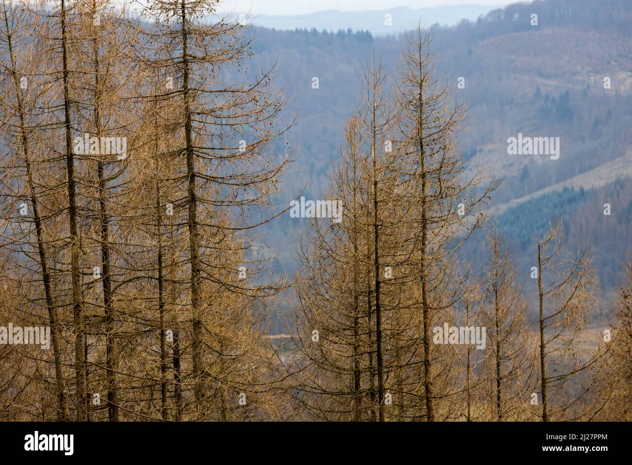 dead trees and dead forests Stock Photo