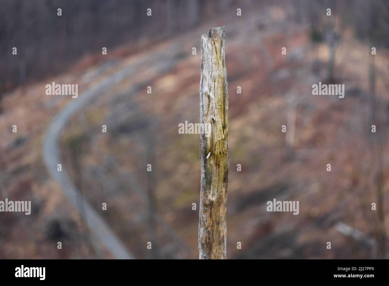 a dead tree with felled forest blur Stock Photo