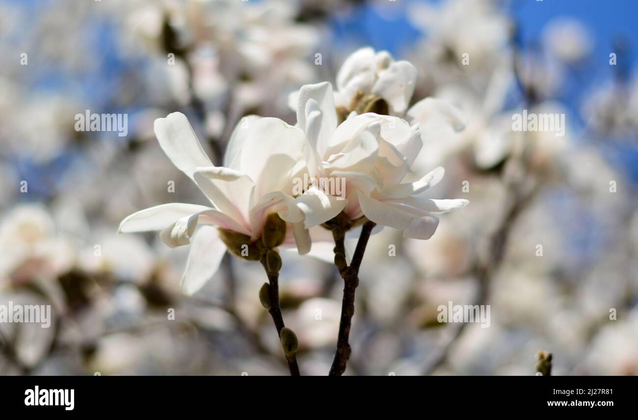 the beautiful colors of spring flowers Stock Photo Alamy
