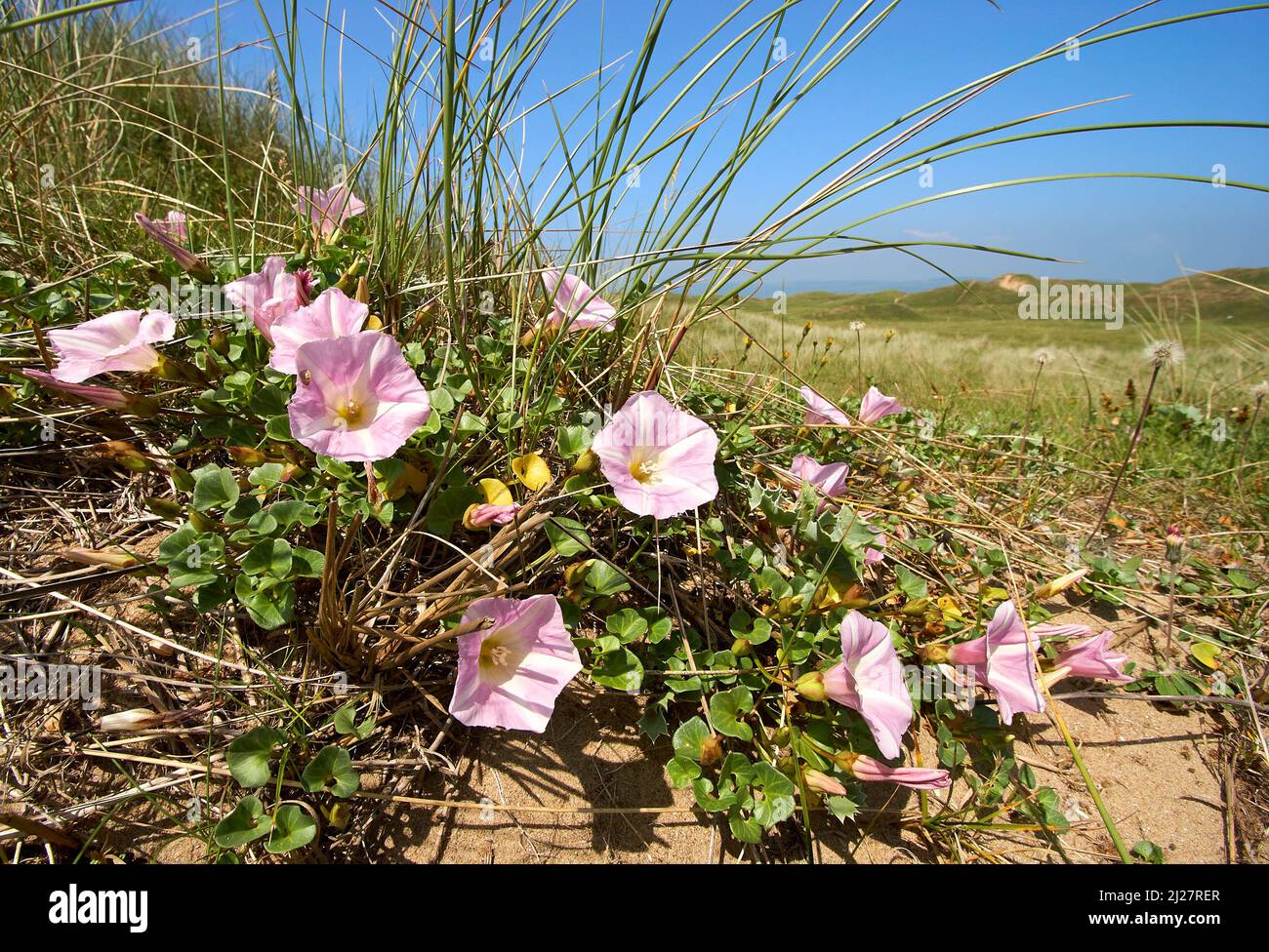 Sea Bindweed Convolvulus soldanella growing in dry sand dunes at Kenfig Burrows on the South Wales coast UK Stock Photo