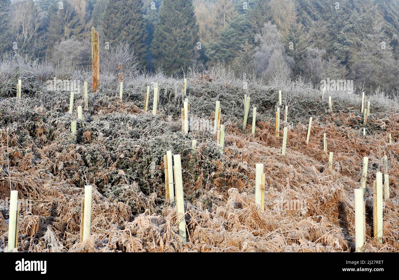 Newly planted tree seedlings protected and supported in a frost covered
