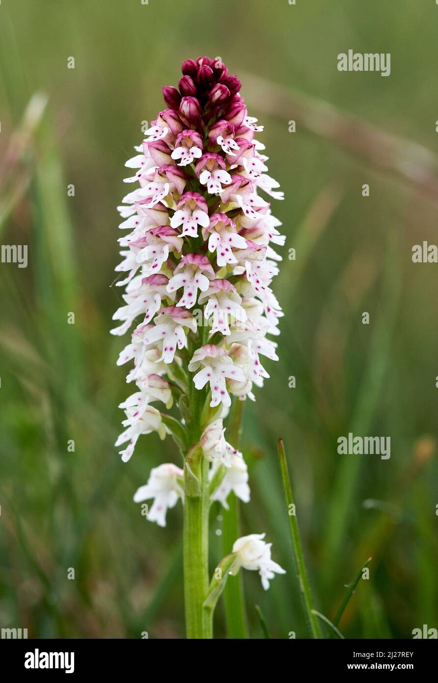 Burnt or Burnt-tip Orchid Neotinea (Orchis) ustulata flowers of the spring flush at Parsonage Down on the Wiltshire Downs UK Stock Photo