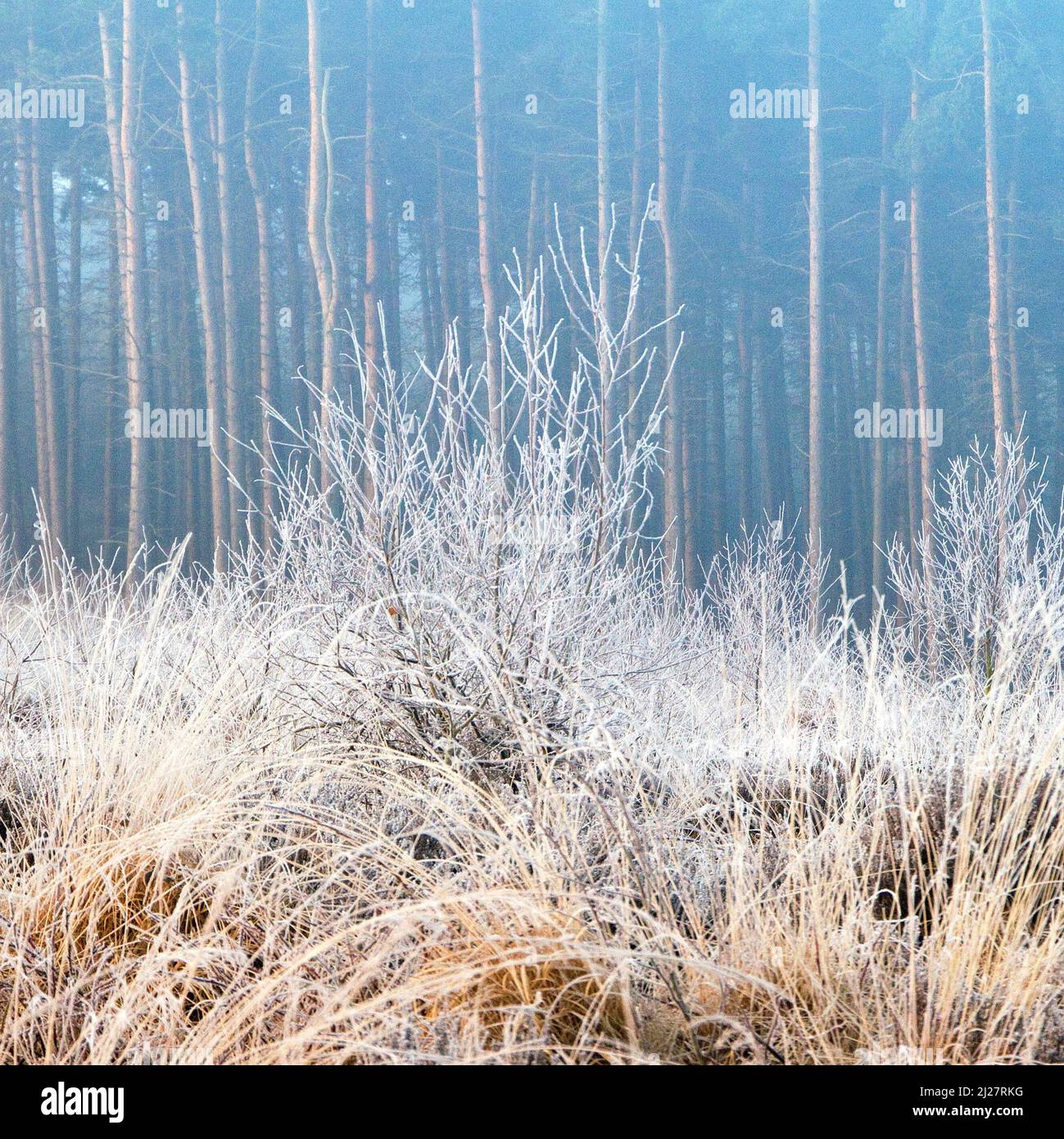 Frosted grass on misty morning in late winter on Cannock Chase Country