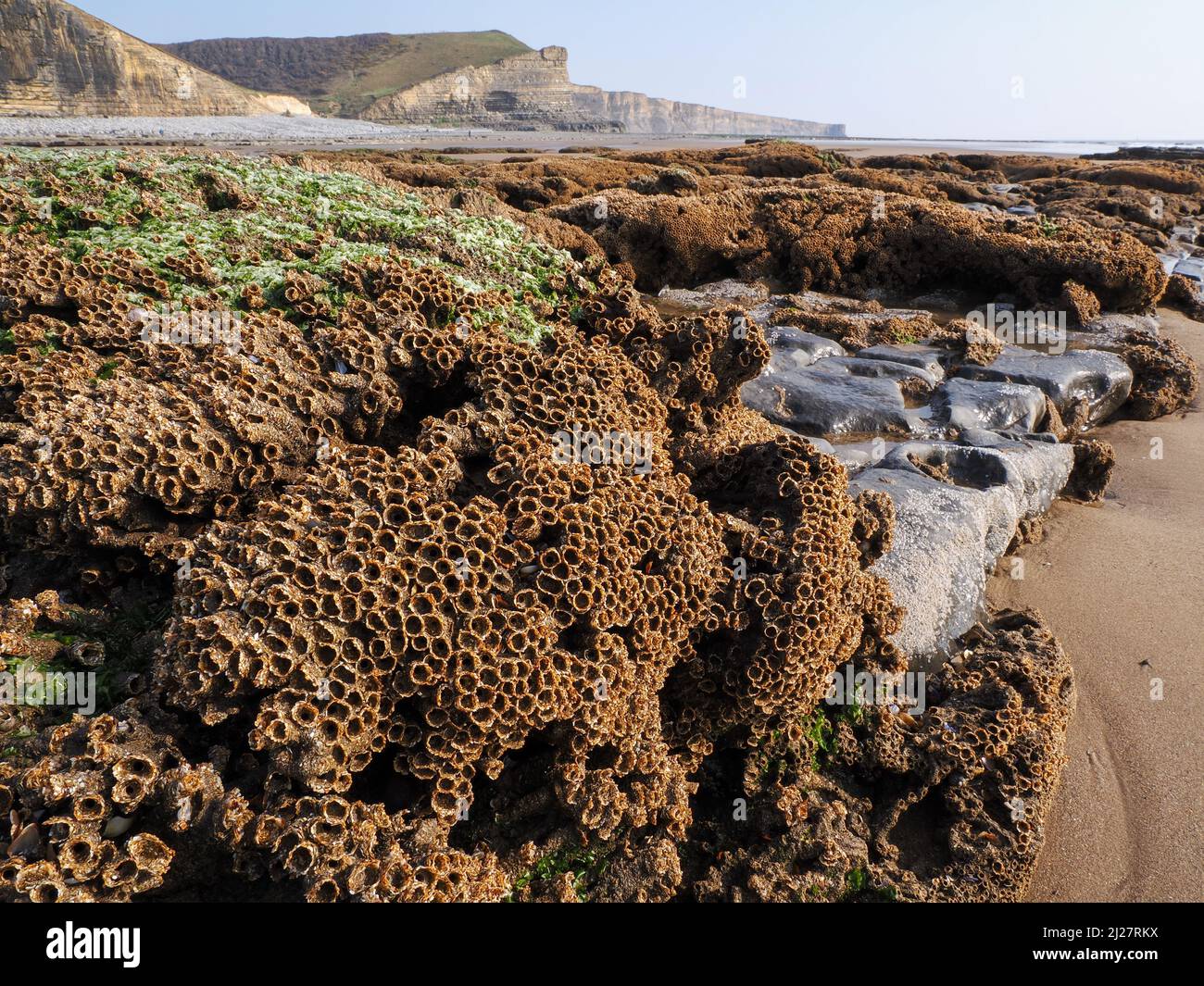 Honeycomb Worm Sabellaria alveolata encrusting exposed rocks at low tide on the Glamorgan Coast at Nash Point South Wales Stock Photo