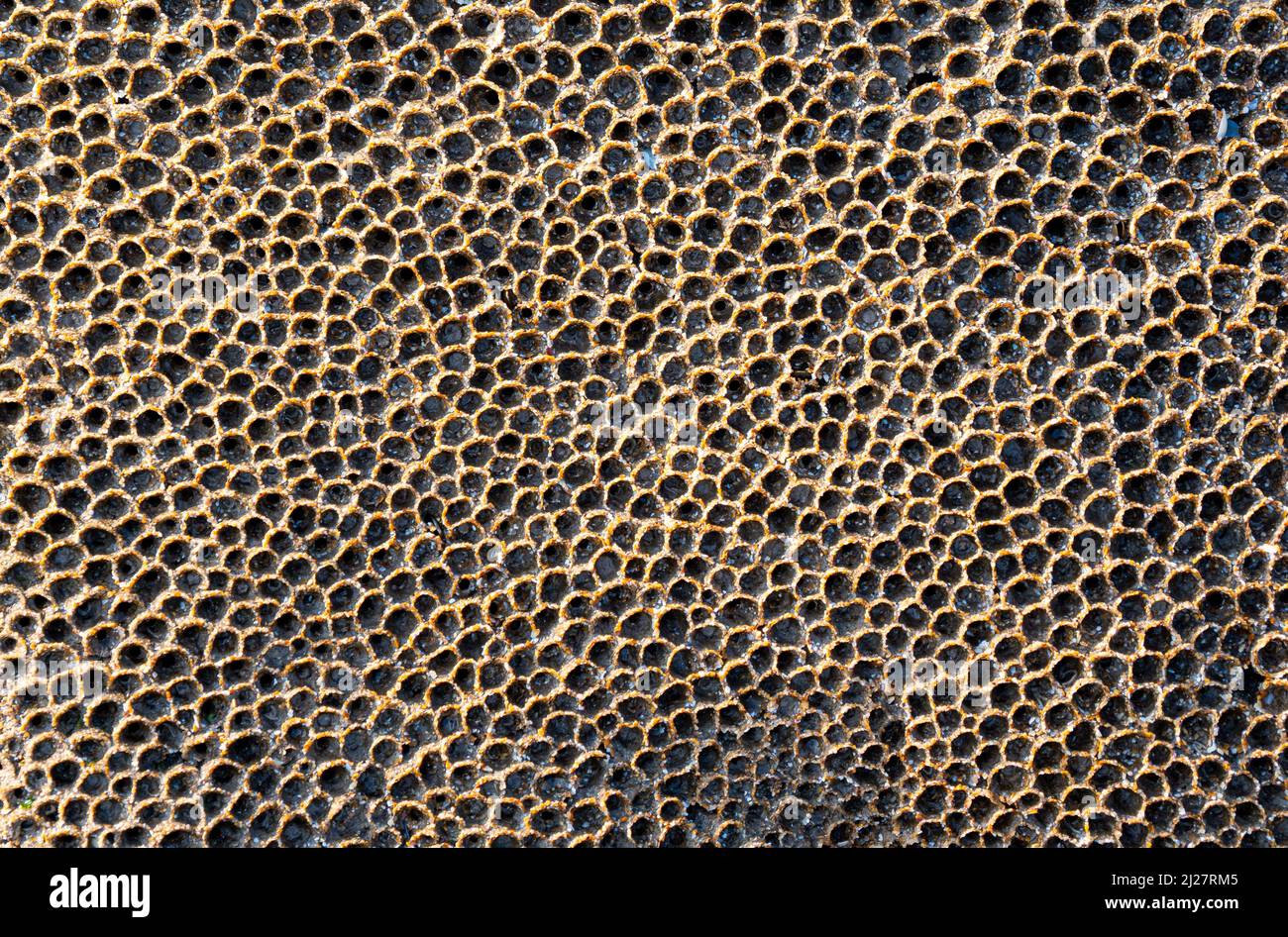 Honeycomb Worm Sabellaria alveolata encrusting exposed rocks at low tide on the seashore of the Glamorgan Coast at Nash Point South Wales Stock Photo