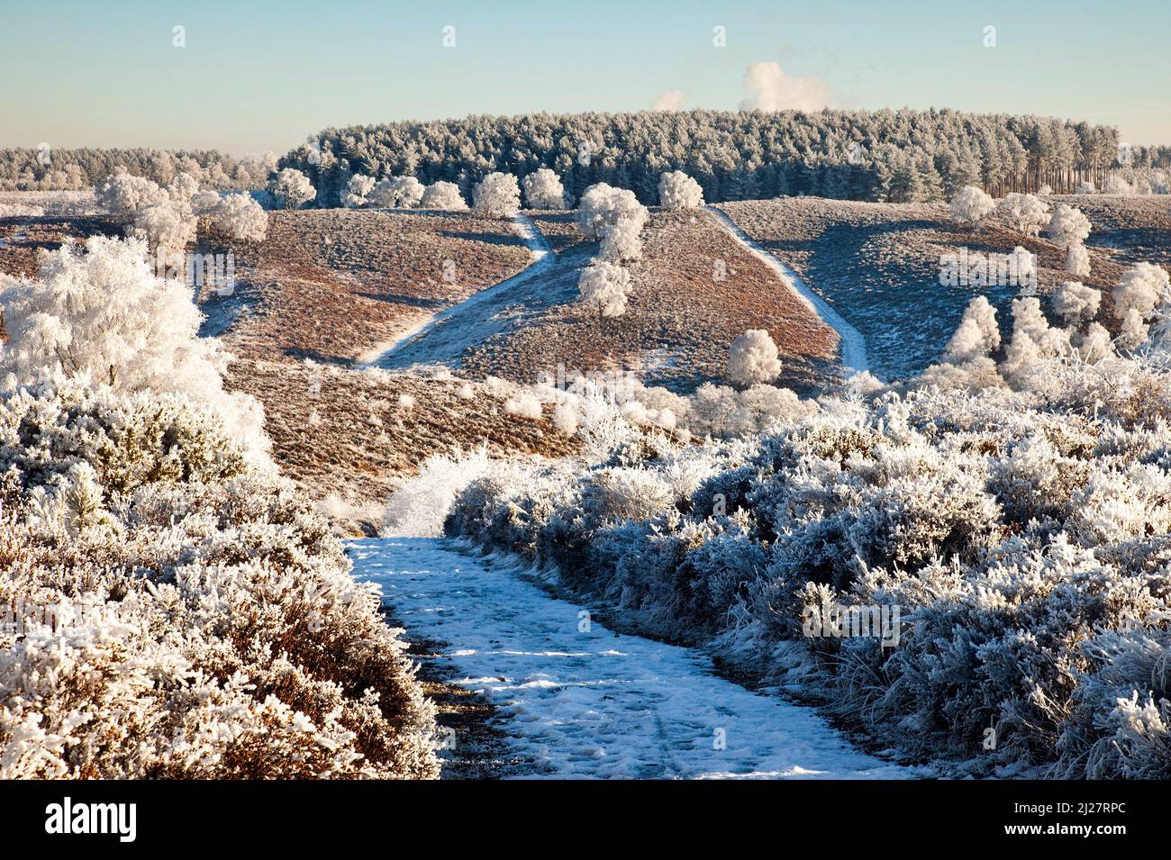 Frosted trees and hills and paths in early winter on Cannock Chase