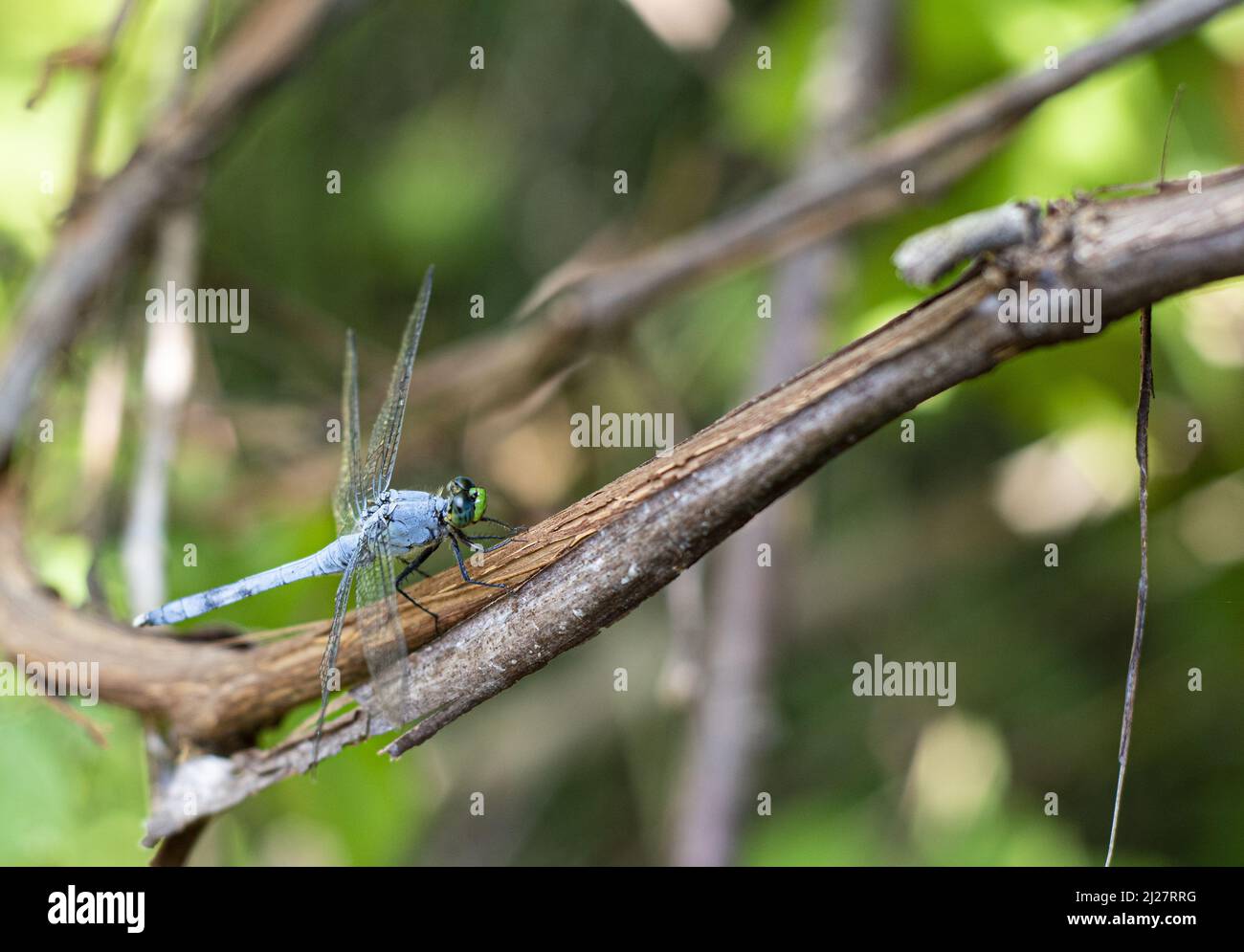 A green blue dragonfly on a tree branch Stock Photo - Alamy
