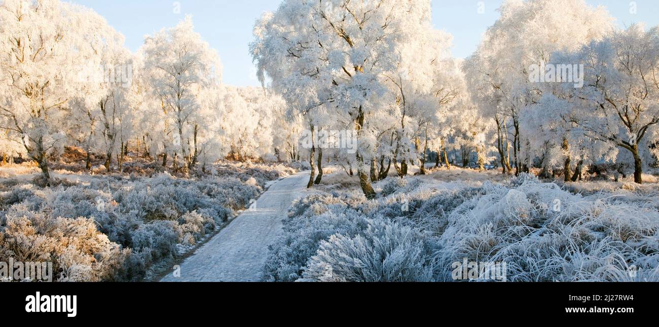 Frosted trees and footpaths in Sherbrook Valley, early winter on Cannock Chase Country Park AONB (area of outstanding natural beauty) in Staffordshire Stock Photo