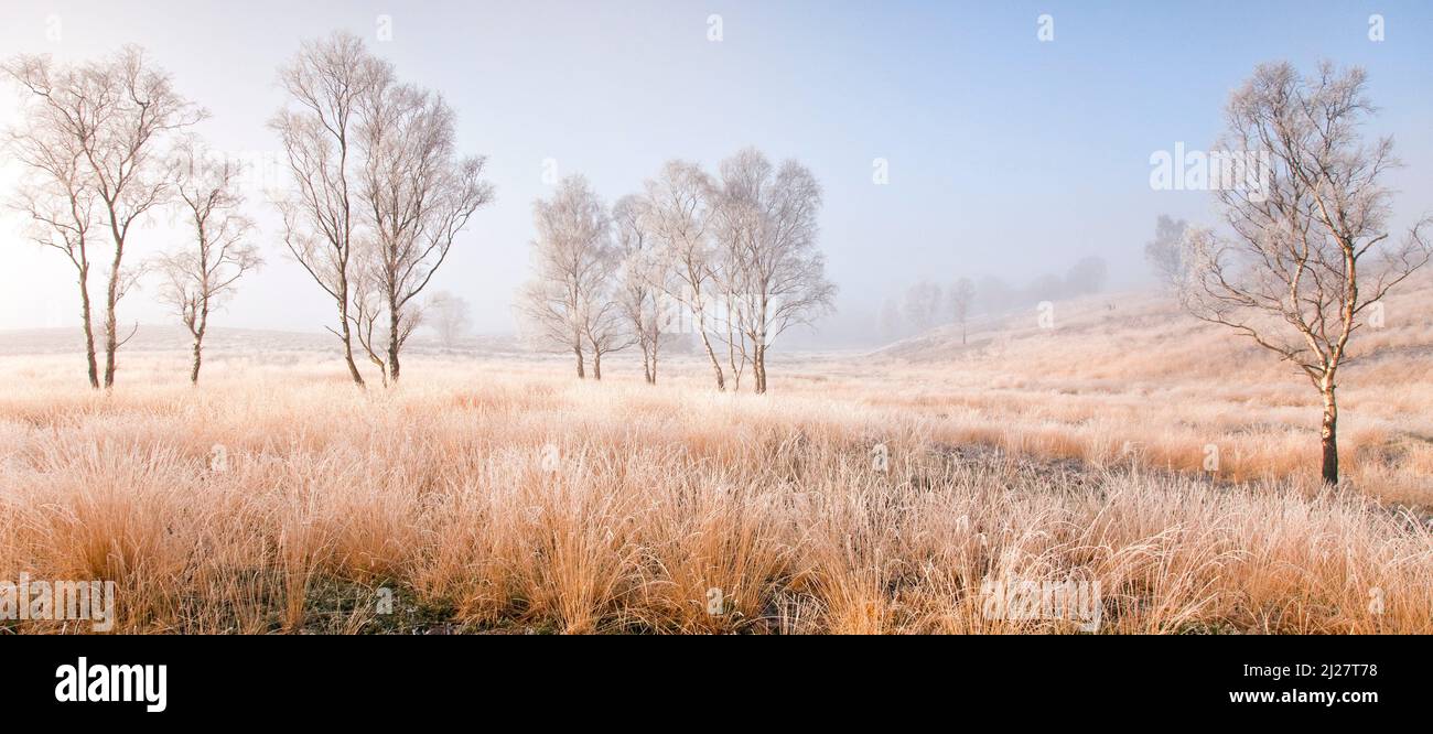 Severe frost with fog and mist in mid-winter Cannock Chase Country Park AONB (area of outstanding natural beauty) in Staffordshire England UK Stock Photo
