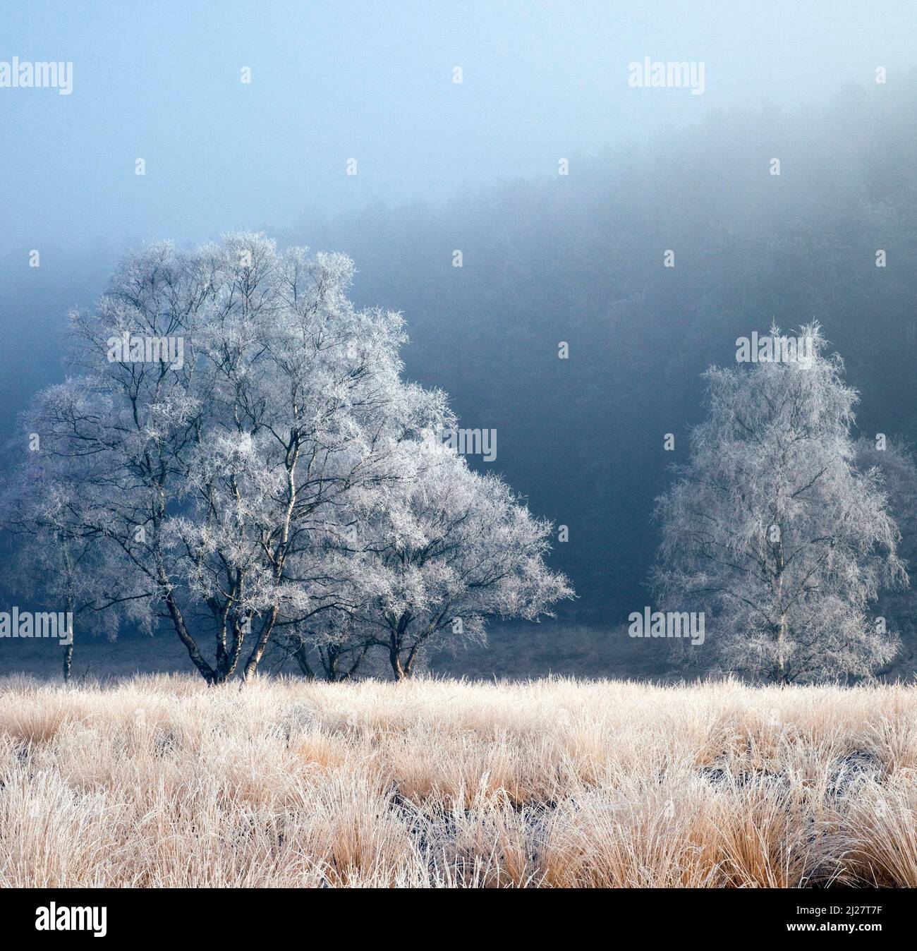 Severe frost with fog and mist in mid-winter Cannock Chase Country Park AONB (area of outstanding natural beauty) in Staffordshire England UK Stock Photo