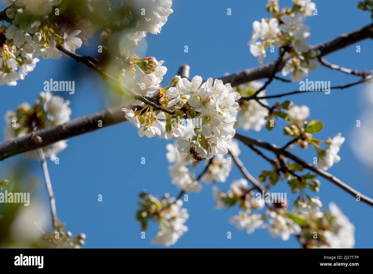Crab apple blossoms, Wallowa Valley, Oregon. Stock Photo