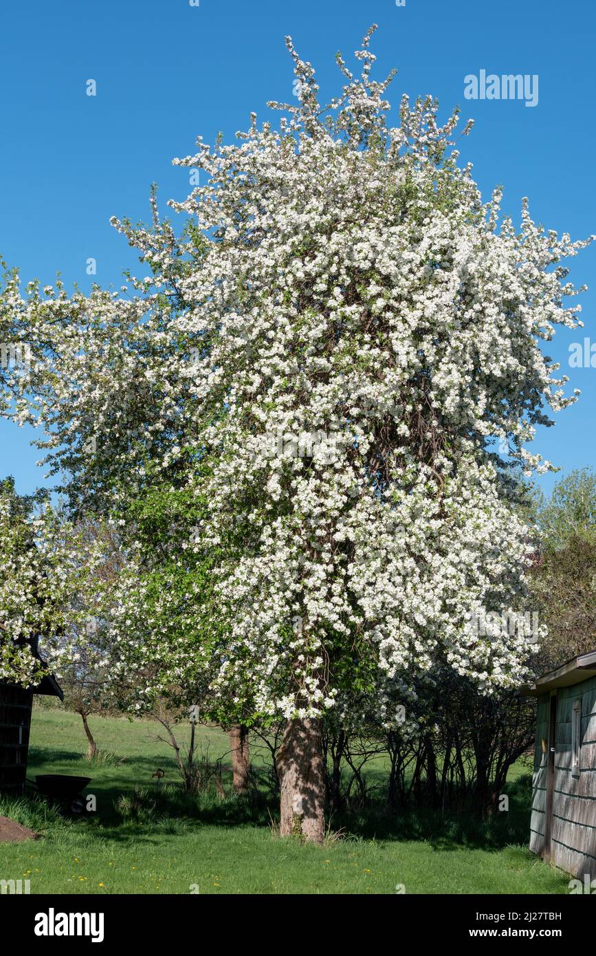 Crab apple tree in bloom, Wallowa Valley, Oregon Stock Photo Alamy