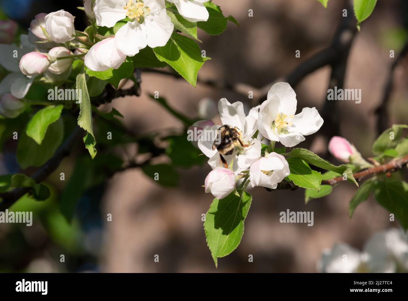 Bee pollinating crab apple blossoms, Wallowa Valley, Oregon Stock Photo