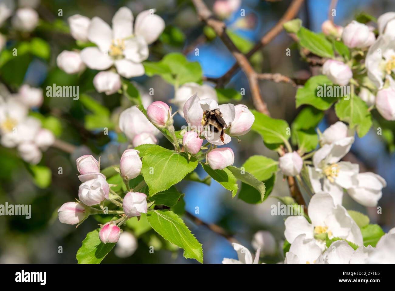 Bee pollinating crab apple blossoms, Wallowa Valley, Oregon Stock Photo