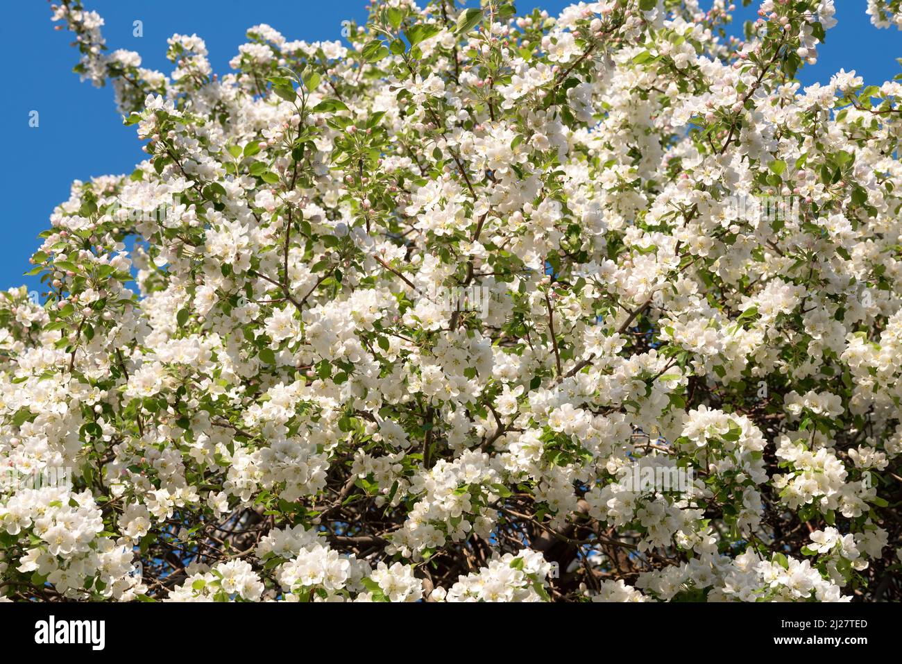 Crab apple tree in bloom, Wallowa Valley, Oregon Stock Photo Alamy