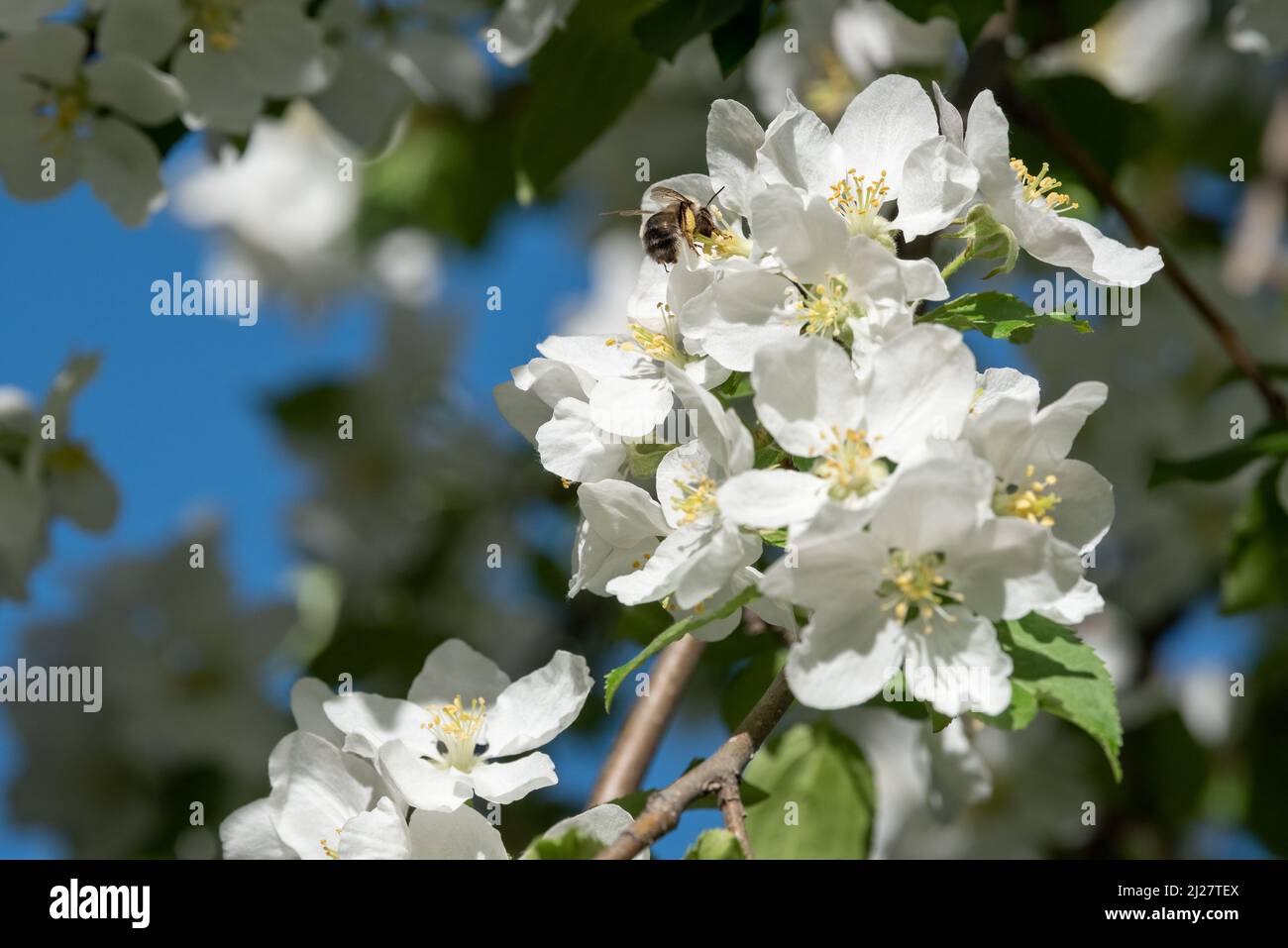 Bee pollinating crab apple blossoms, Wallowa Valley, Oregon Stock Photo