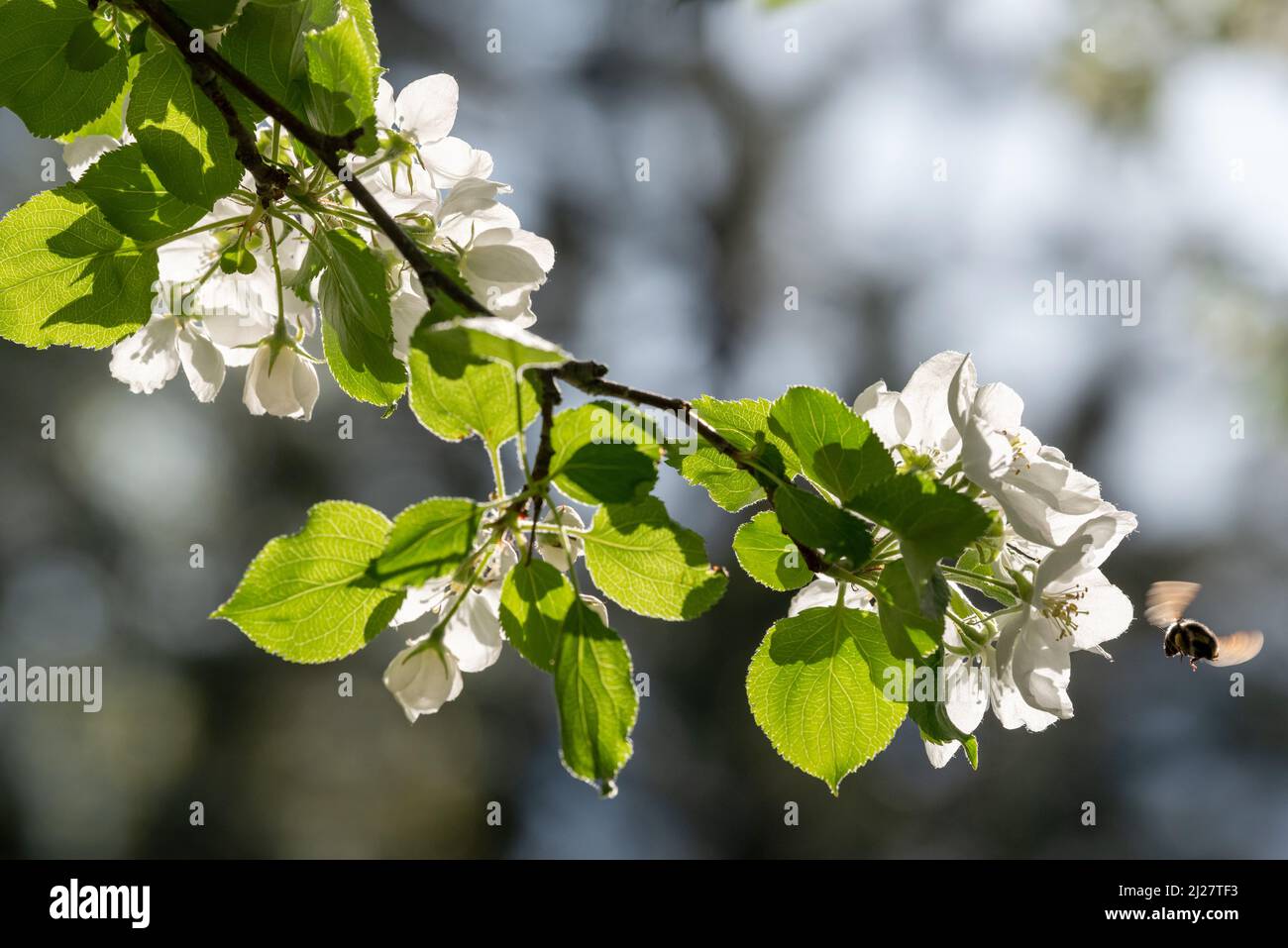 Bee pollinating crab apple blossoms, Wallowa Valley, Oregon Stock Photo
