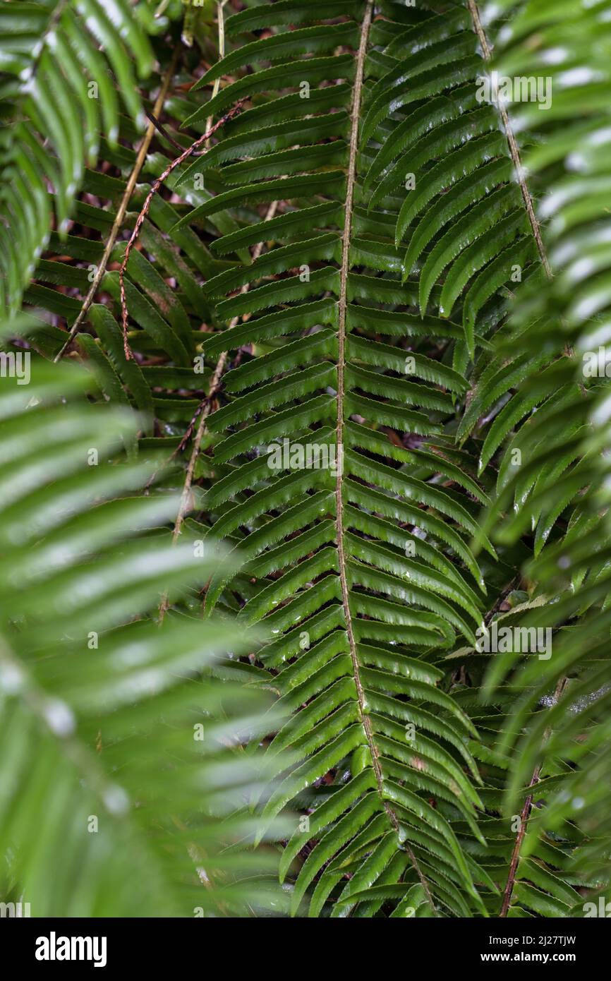 Closeup view at bright green fern leaves Stock Photo