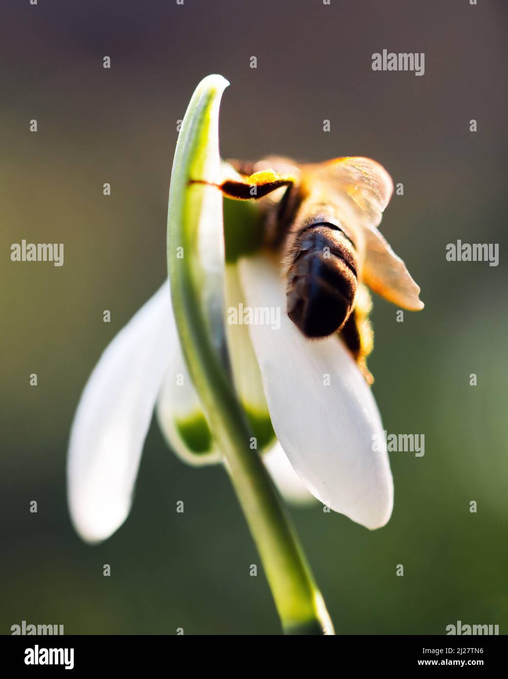 A working bee collecting pollen on a white snowdrop flower on spring meadow. Macro photography Stock Photo