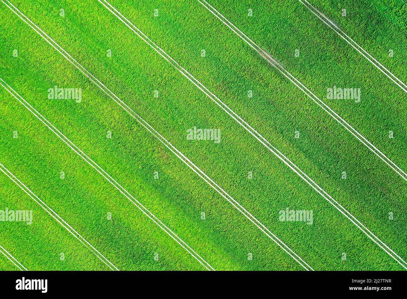 Aerial photo flying over green grain wheat field on spring time. Agricultural landscape Stock Photo