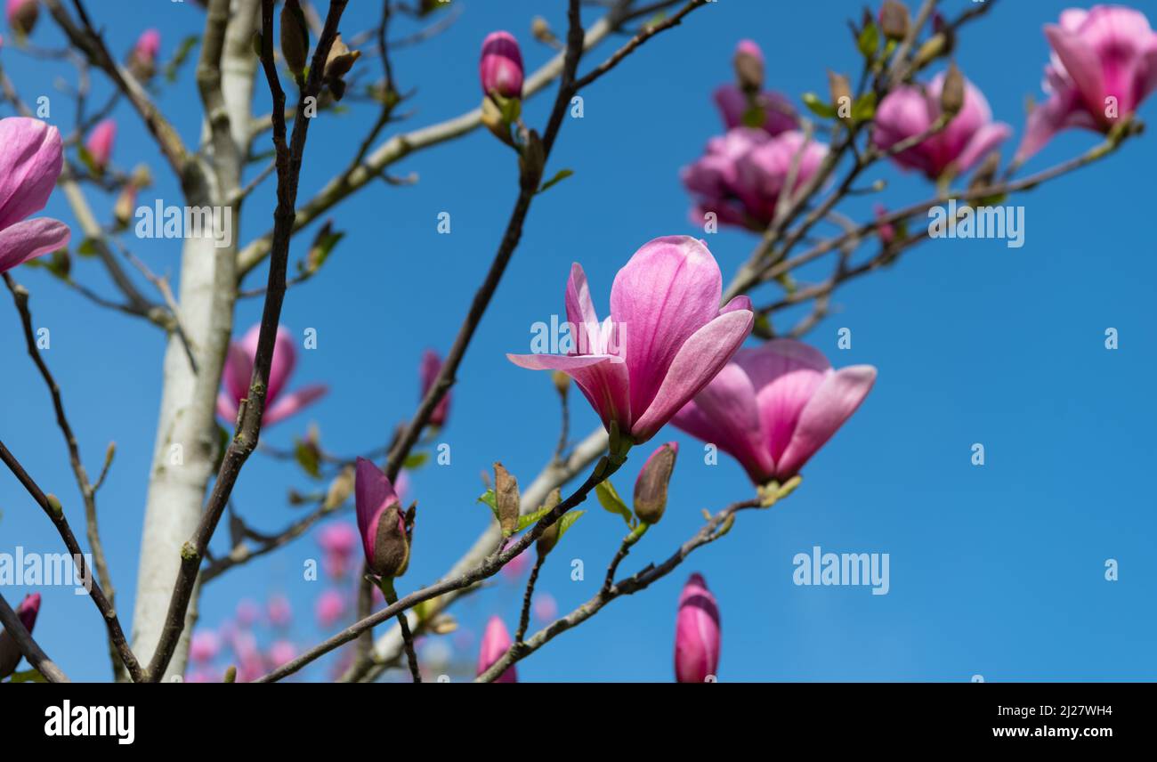 pink flowers of magnolia tree in full spring bloom. closeup Stock Photo