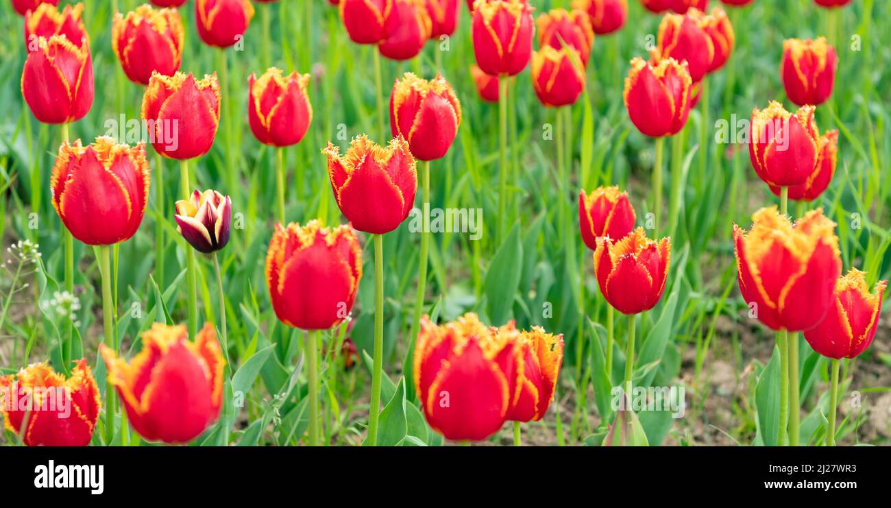 red flowers of fresh holland tulips in field. nature beauty Stock Photo ...