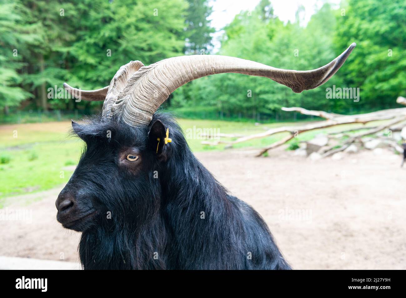 black goat head in zoo animal park outdoor Stock Photo Alamy