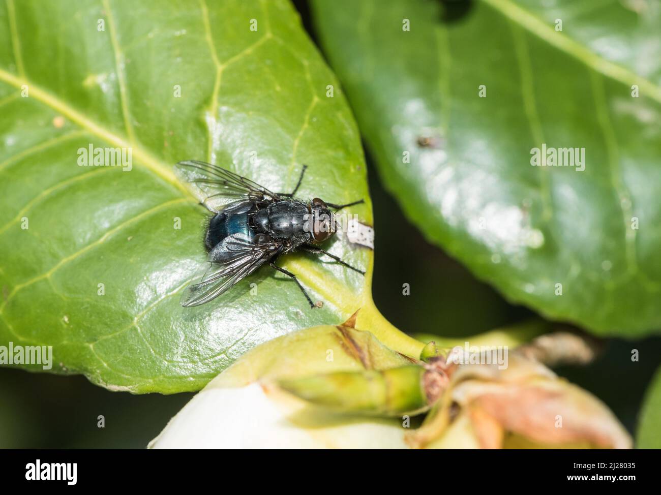 Bluebottle (Calliphora sp.) perched on a leaf Stock Photo