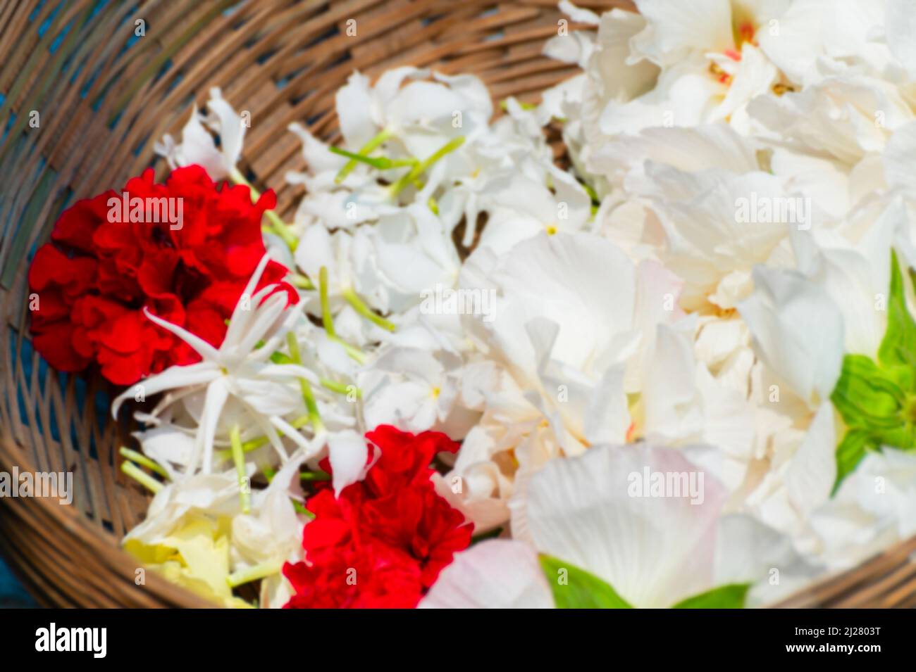 Blurred image of white sthal padma or Hibiscus mutabilis flowers, also known as the Confederate rose, Dixie rosemallow, cotton rose or cotton rosemall Stock Photo