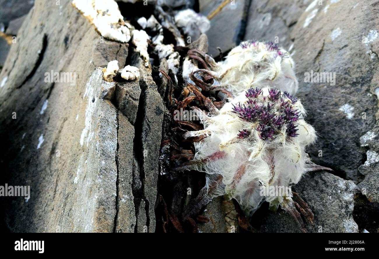 A the plant grows in harsh conditions covered with snow all year round